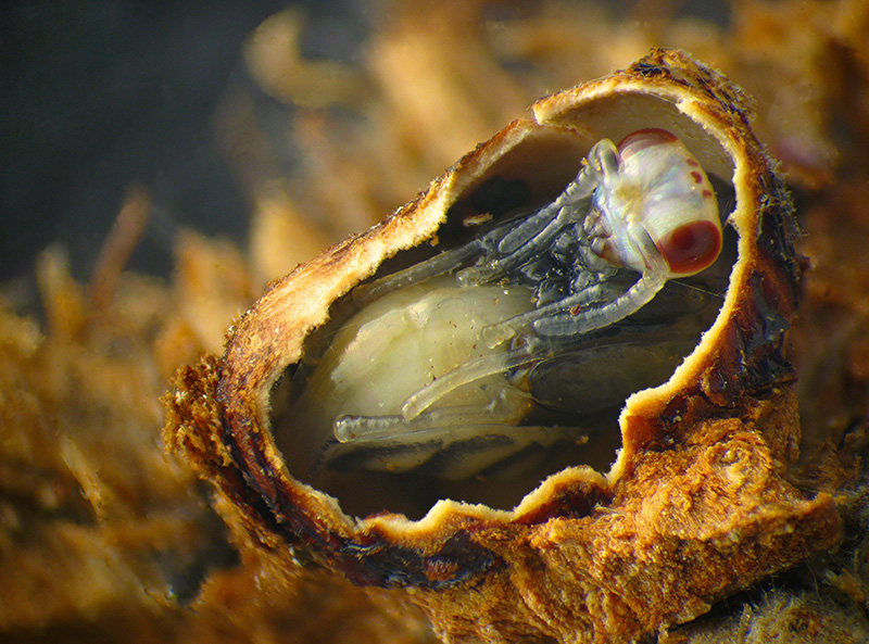 Cynips caputmedusae con parassitoide Ormyridae